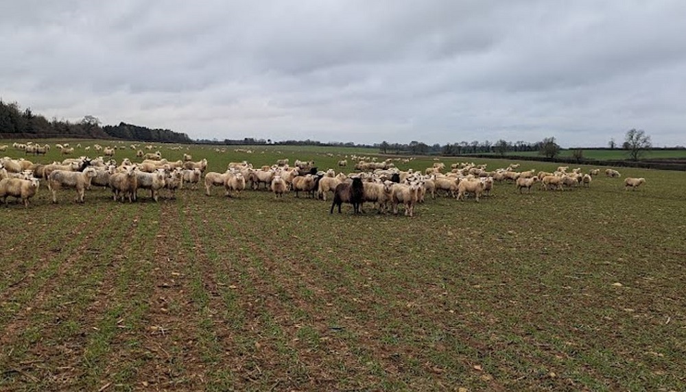 Sheep grazing winter wheat in February